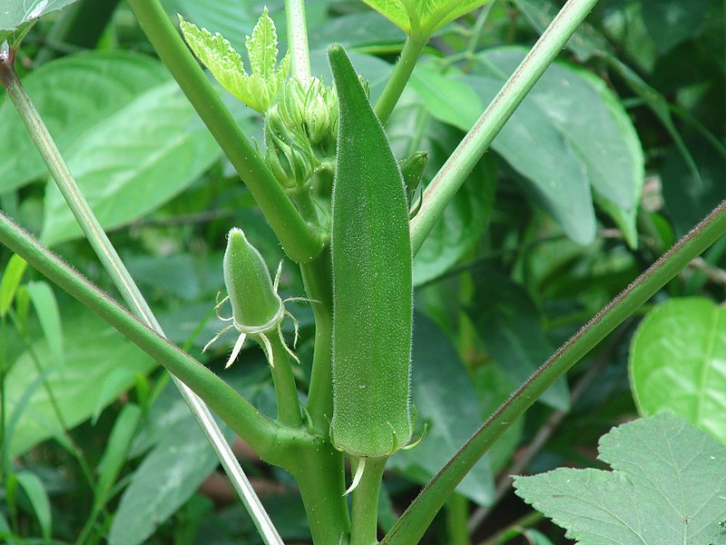 Scientists Discovered the Way to Remove Microplastics from Water Using Okra