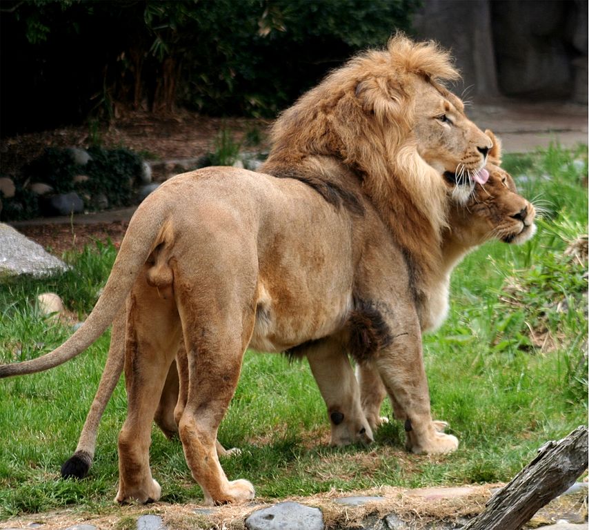 Scientists Sprayed Lions with “Love Hormone” To Turn Them into Cuddly Kittens