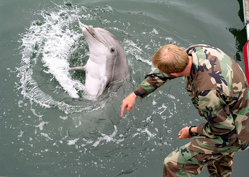 Russia Deploys Trained Navy Dolphins to Protect the Black Sea Naval Base