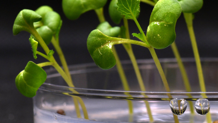 Artificial Photosynthesis Allows Scientists to Grow Food without Sunlight