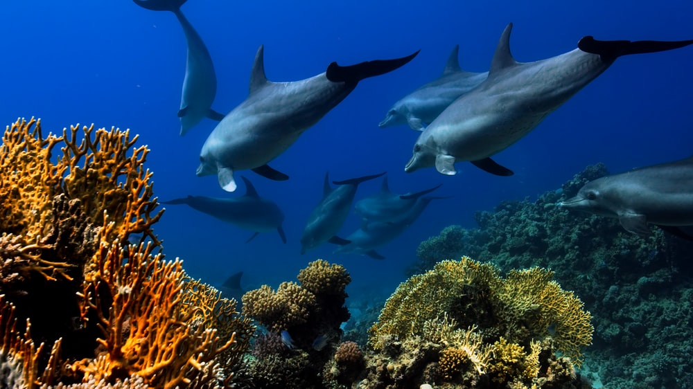 Nutrient-Rich Dolphin Poop Could Help Save Damaged Coral Reef