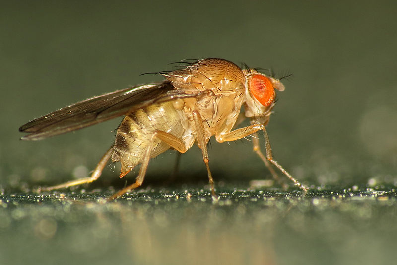 Scientists Remotely Control Flies By hacking their brains