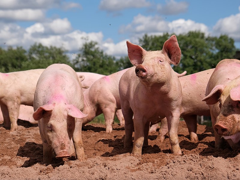 Scientists Grow Human Kidneys in Pigs: A Lifesaving Breakthrough for Organ Transplants