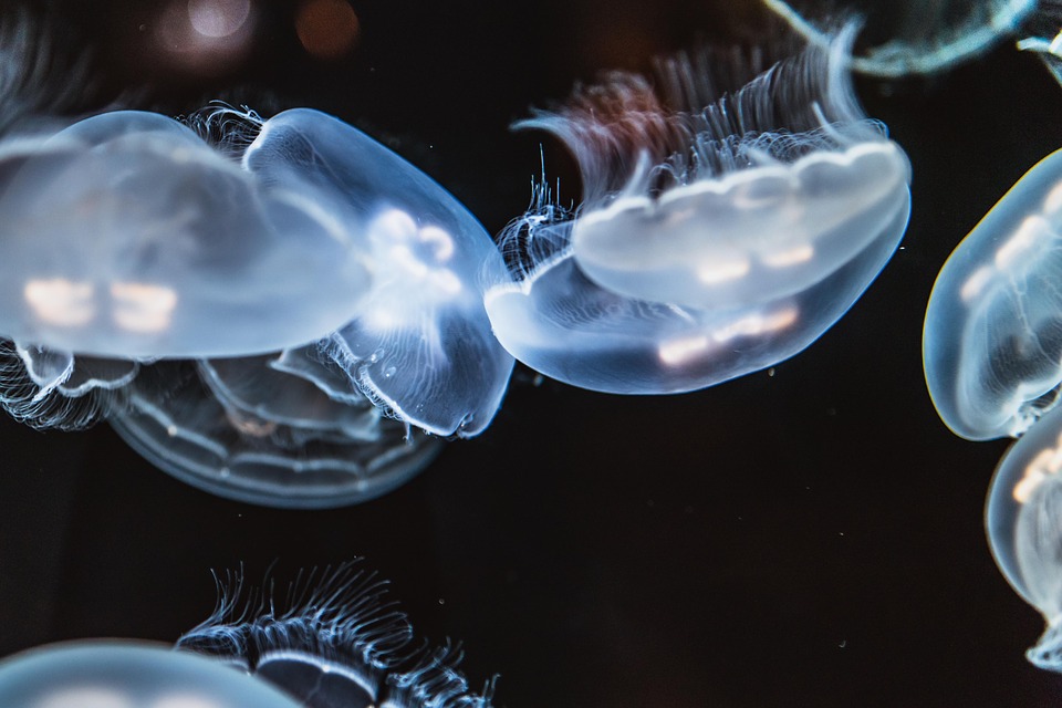 DNA from ‘Immortal’ Jellyfish May Help In Preventing Human Aging