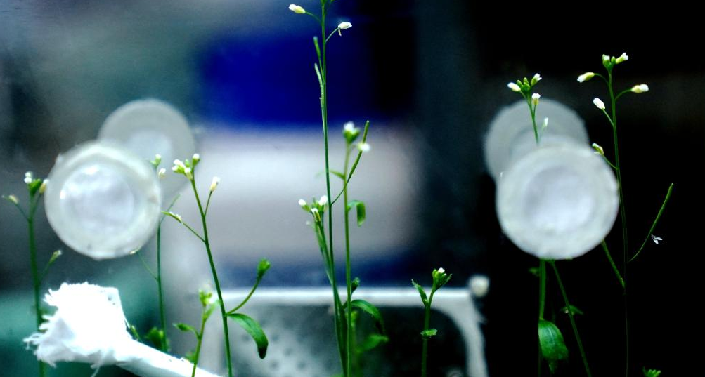 Chinese Astronauts Successfully Grew Rice in Tiangong Space Station