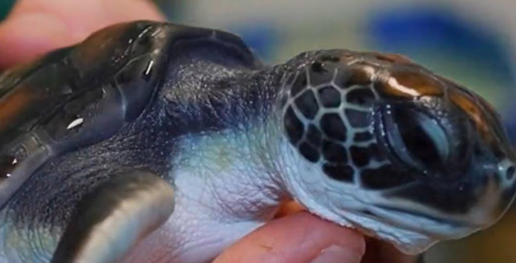 Tiny Sea Turtle Saved From Sydney Beach Defecated Plastic for Six Days After Rescue