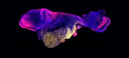 Researchers Announce New Advances In Development Of Mouse Embryo Model