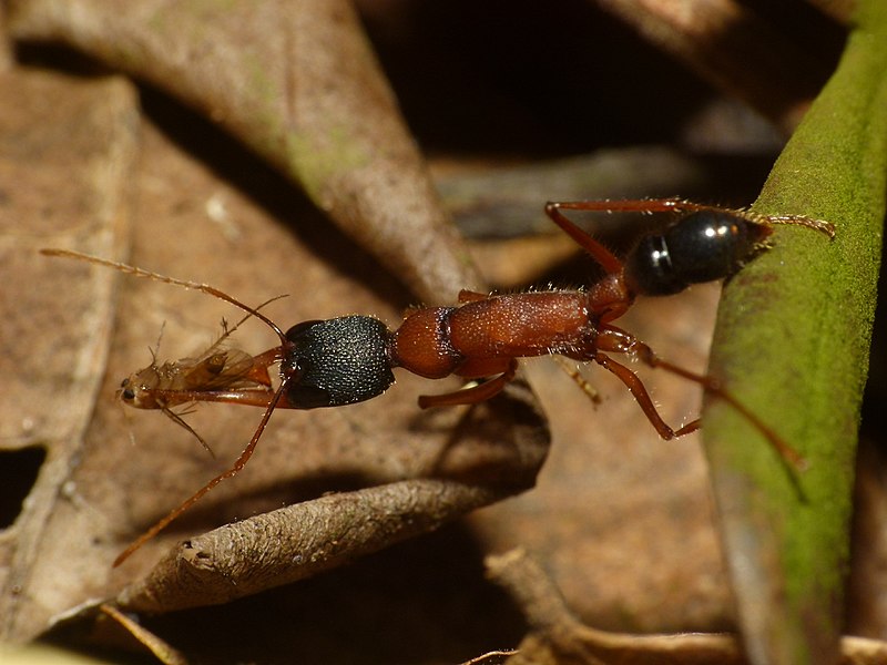 Anti-Insulin Protein Helps Queen Ants to Live 5 Times Longer Than Staff
