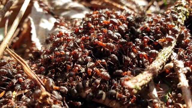 Scientists Calculated That About 20 Quadrillion Ants Are Roaming Earth Right Now