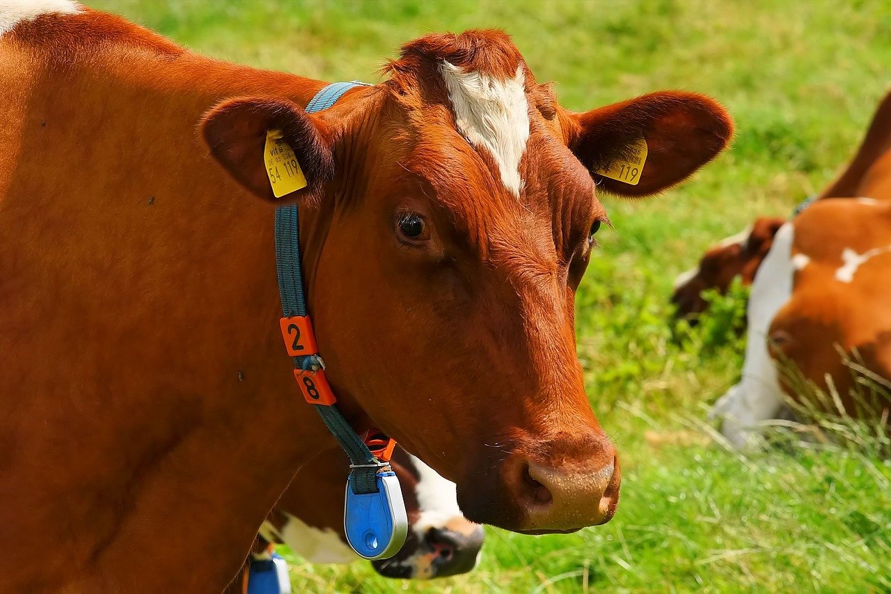 8 Tips for Safely Handling Your Cattle We Bet You Didn’t Know