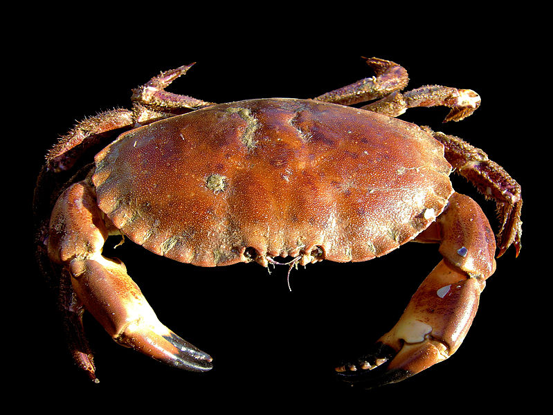 Researchers Use Crab Shells To Develop a Sustainable Zinc Battery