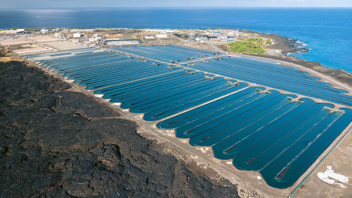 These Coastal Algae Farms Could Feed Ten Billion People By 2050