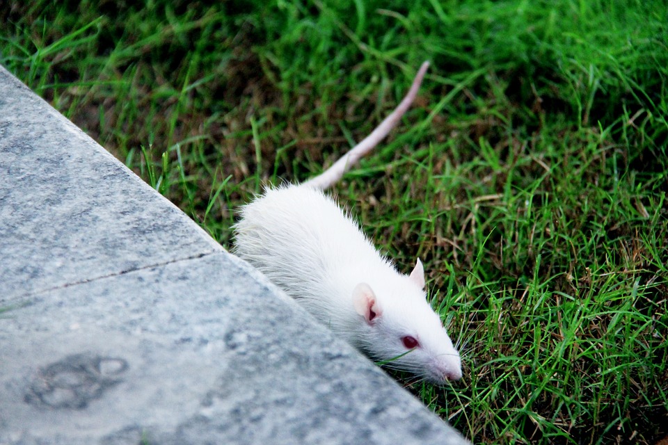 Scientists Transplant Human Brain Cells Into Rats to Study Neurodevelopmental Disorders