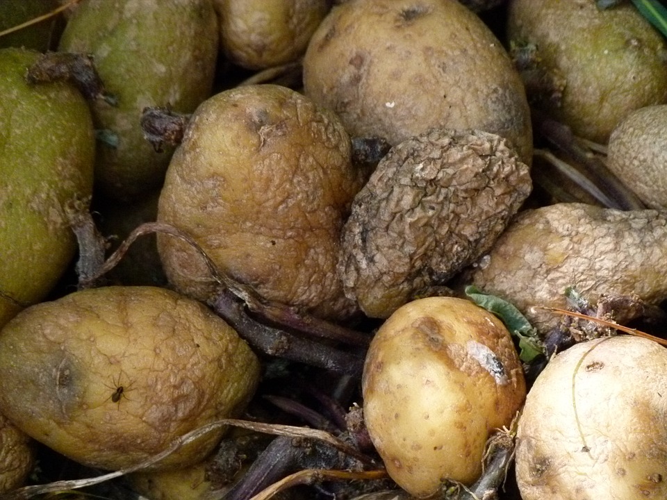 Our Next Antibiotic Might Come From Rotten Potatoes