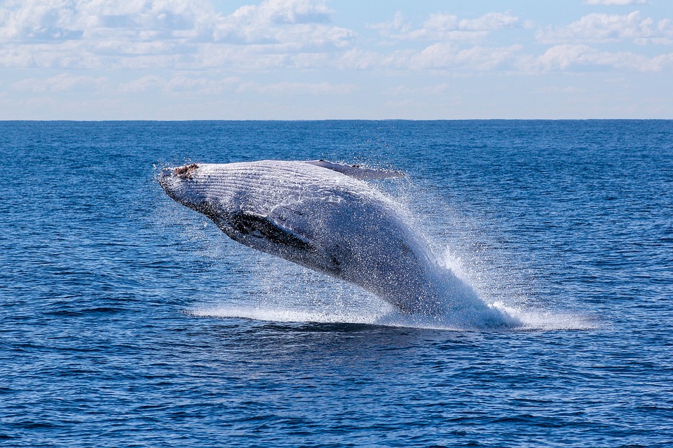 Blue Whales Found To Swallow 10 Million Pieces of Microplastics Daily