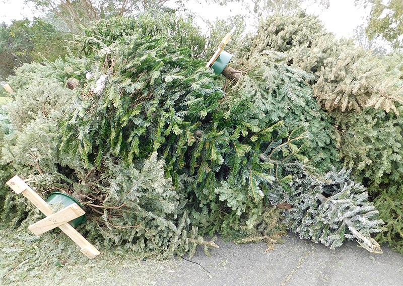 Discarded Christmas Trees Could Be Turned Into Renewable Fuels 