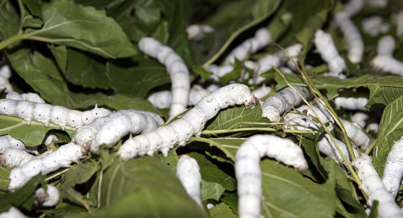 Inspired By Silkworms, Researchers Developed an Easy Way to Spin Nanofibers