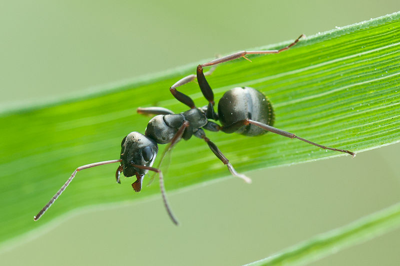 Ants Can ‘Sniff Out’ Cancer in Urine