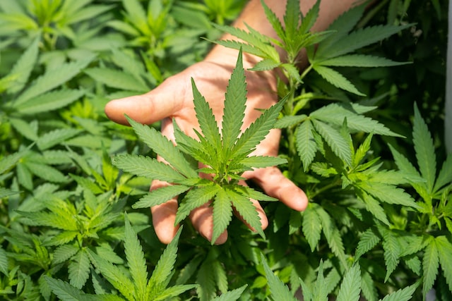 Scientists Find a Connection Between Cannabis Use by Patients and How Well They Recover Post Surgery