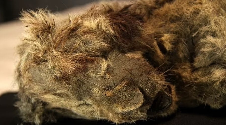 28,000-Year-Old Well-Preserved Lion Cub Discovered In Siberian Permafrost