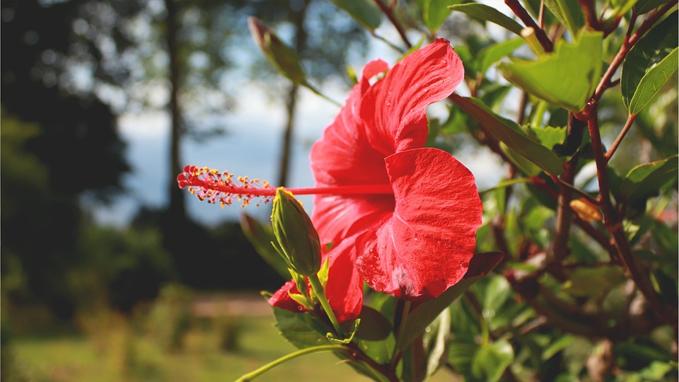 Edible Flower from West Africa Could Be a New Miracle Weight Loss Supplement