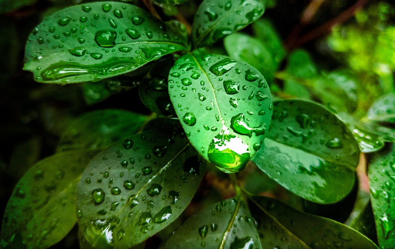 Artificial Leaf Harvests Energy from Wind and Raindrops