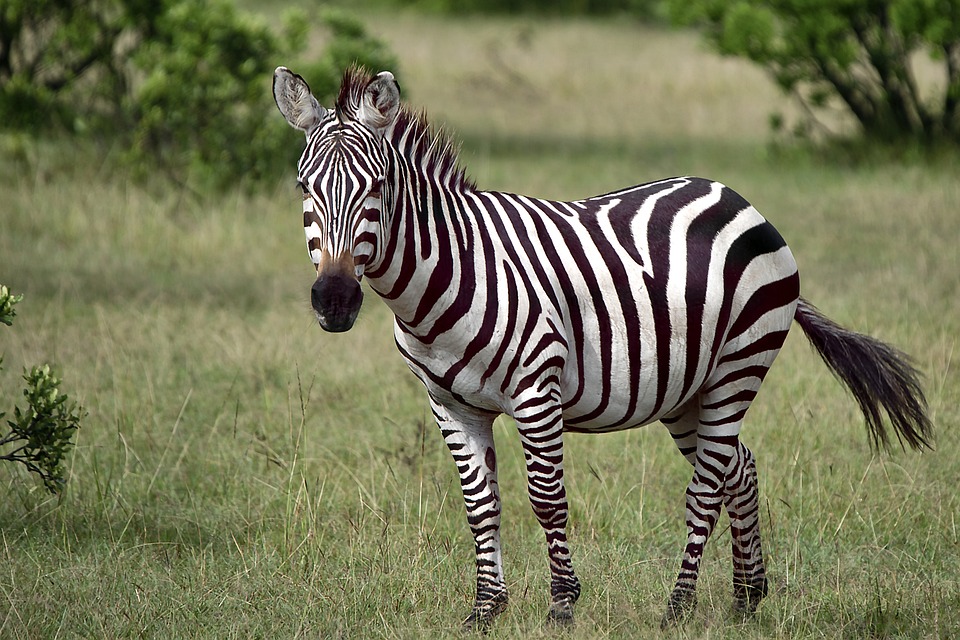 Inspired by Zebra Stripes, Researchers Develop a Smart Wearable Source of Electricity