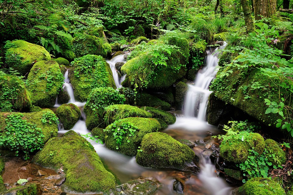 Mosses Are Vital for The Health of Our Planet