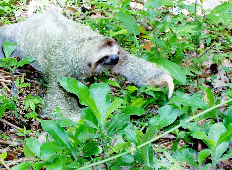 Sloths Could Be Our Superheroes in The Fight Against the Growing Problem of Superbugs