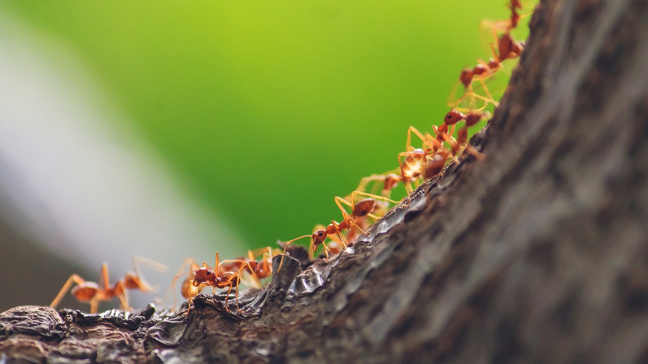 Ant Stings Revealed: Unveiling the Neurotoxin Secrets and Advancing Pain Research