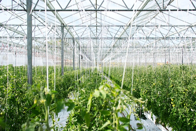 A Detailed Guide On Different Types Of Greenhouse Structures