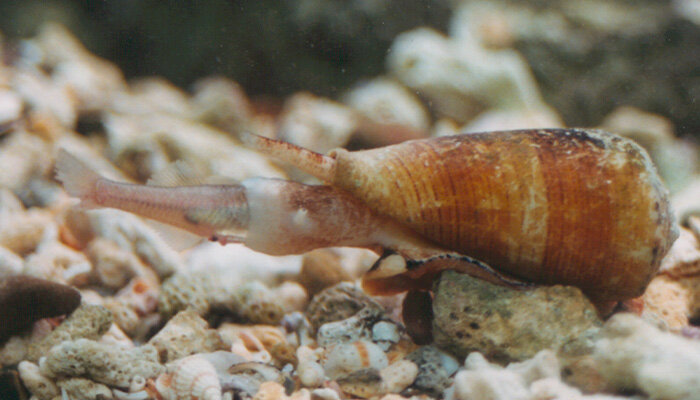 Revealing Nature’s Arsenal: Uncovering New Venom Discoveries from Deadly Cone Snails