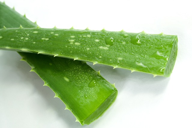 Unlocking Aloe Vera’s Hidden Potential: From Skin Care to Sustainable Pest Control