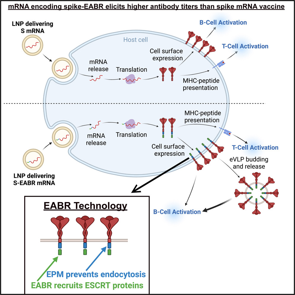 Hybrid mRNA-Protein Vaccine Triggers 5x Higher Antibody Response in Mice