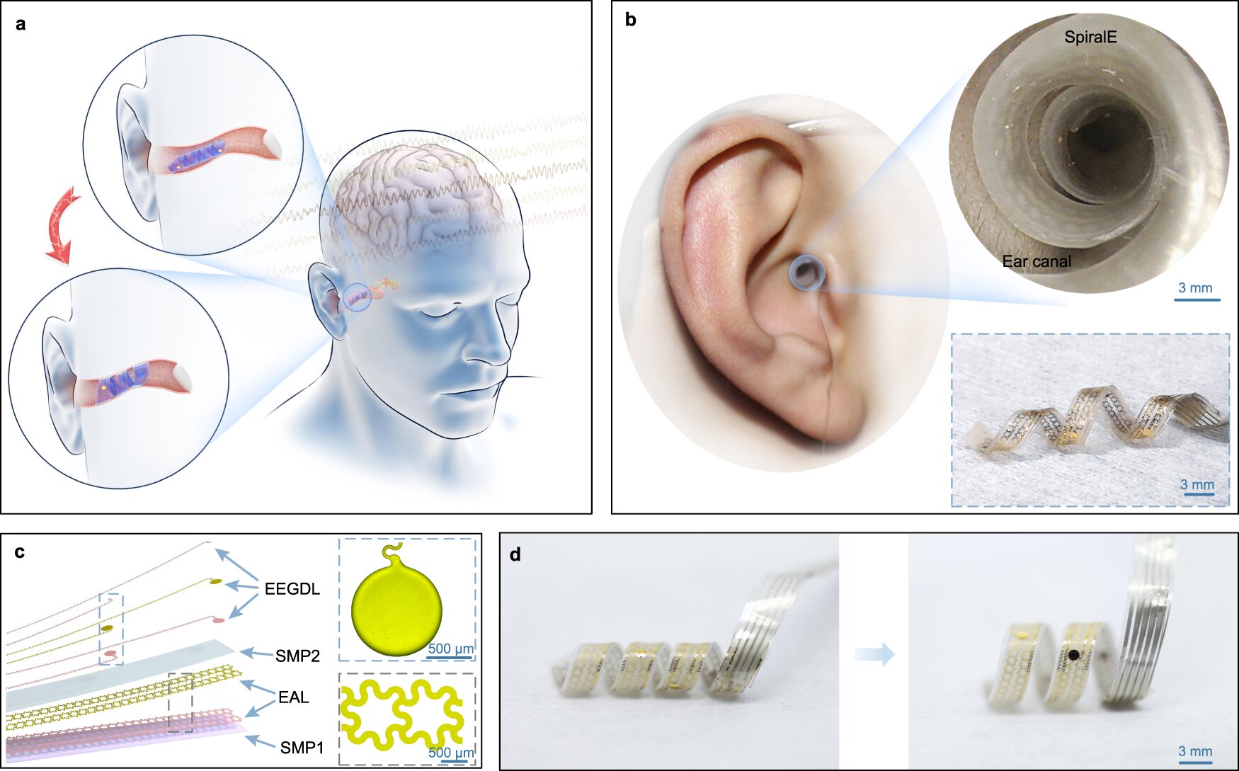 Spiral BCI Safely Integrates into Ear Canal with Zero Hearing Loss