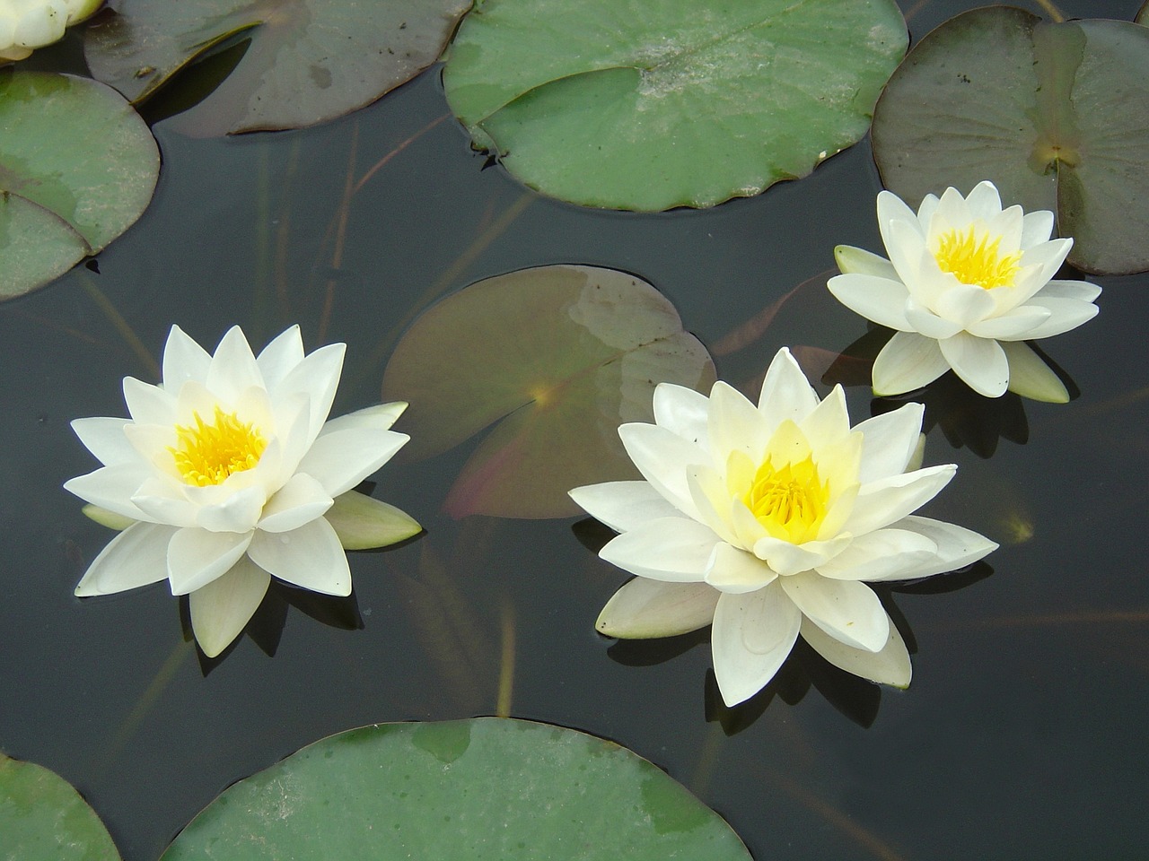 Water Lily Holds the Key to New Antifungal Treatment