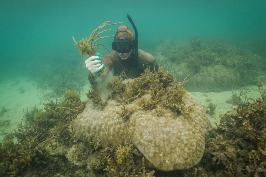Reviving Reefs: Citizen Scientists and Innovative Solutions for Coral Restoration