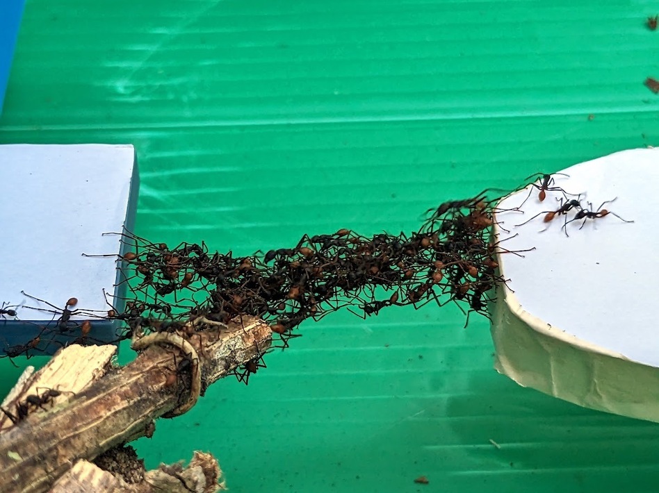 Revolutionizing Robotics: Insights from Army Ants