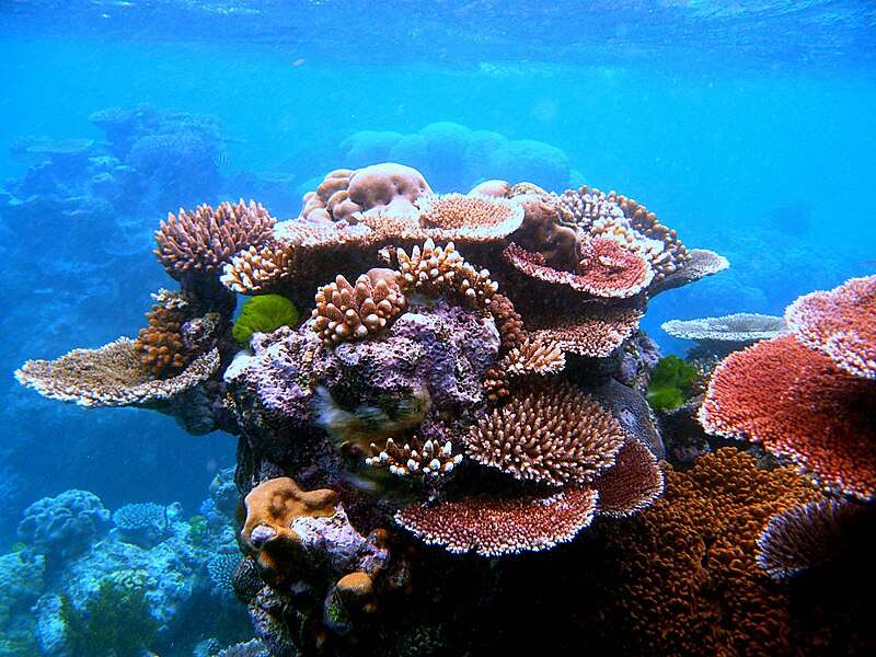Coral Reef Sounds Change with Moon’s Movements
