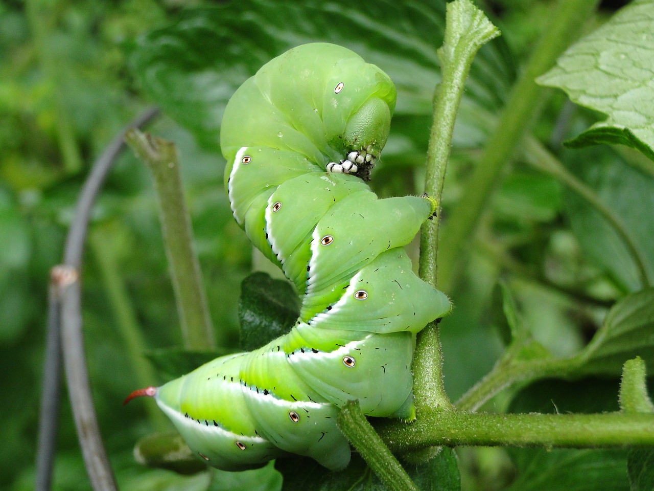 Unraveling Nature’s Clotting Secret: How Caterpillars Inspire Medical Advancements
