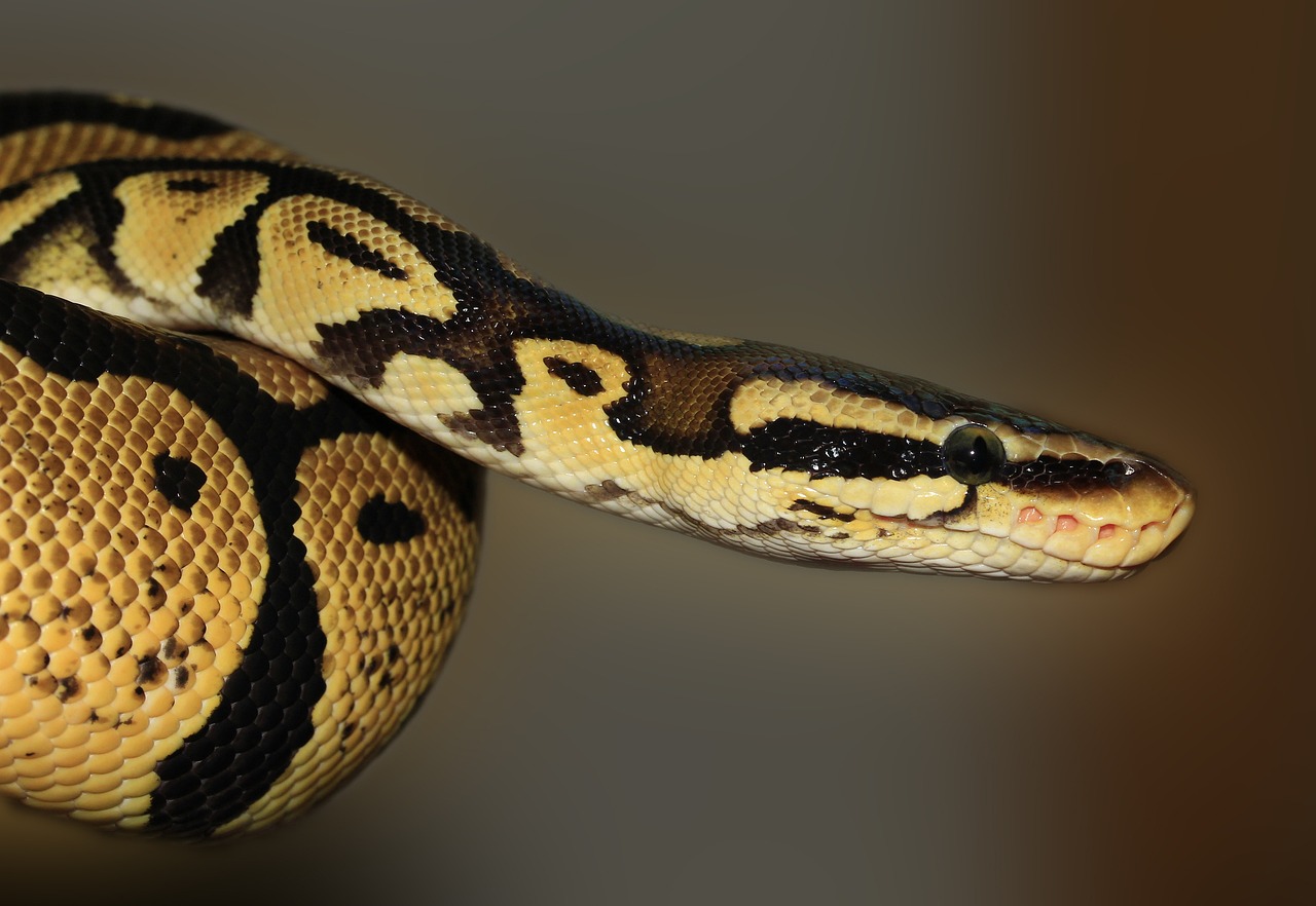 Snakes for Supper: Why You Should Consider Eating Pythons