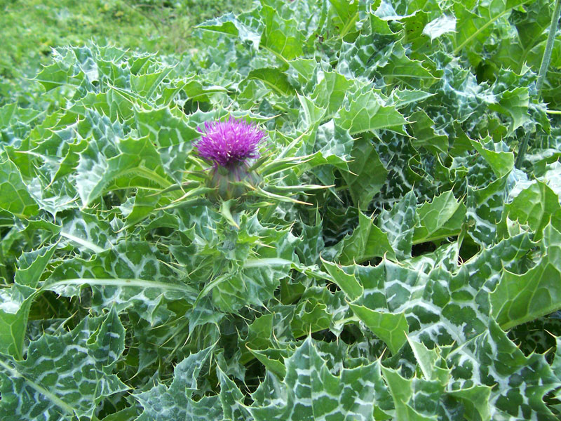 Spiky Savior? Thistle Extract Shows Promise for Nerve Regeneration