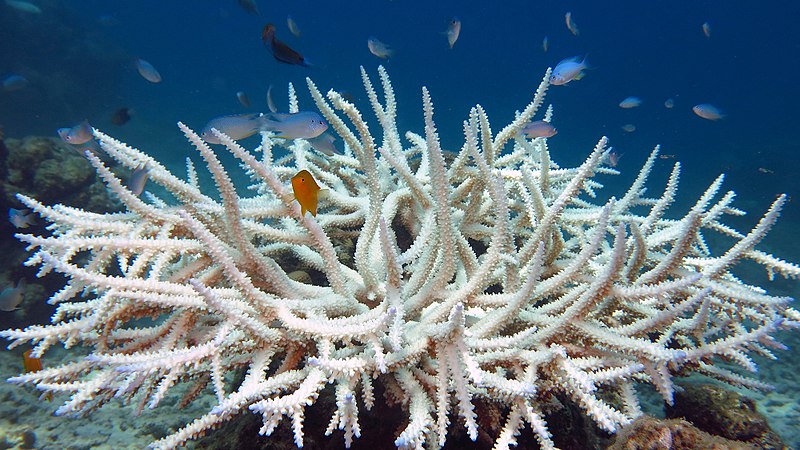 Underwater Wildfires: Worst Summer on Record as Global Coral Bleaching Intensifies