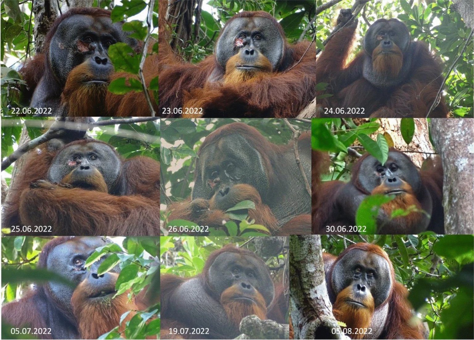 Wild Orangutan’s Unprecedented Wound-Healing Discovery