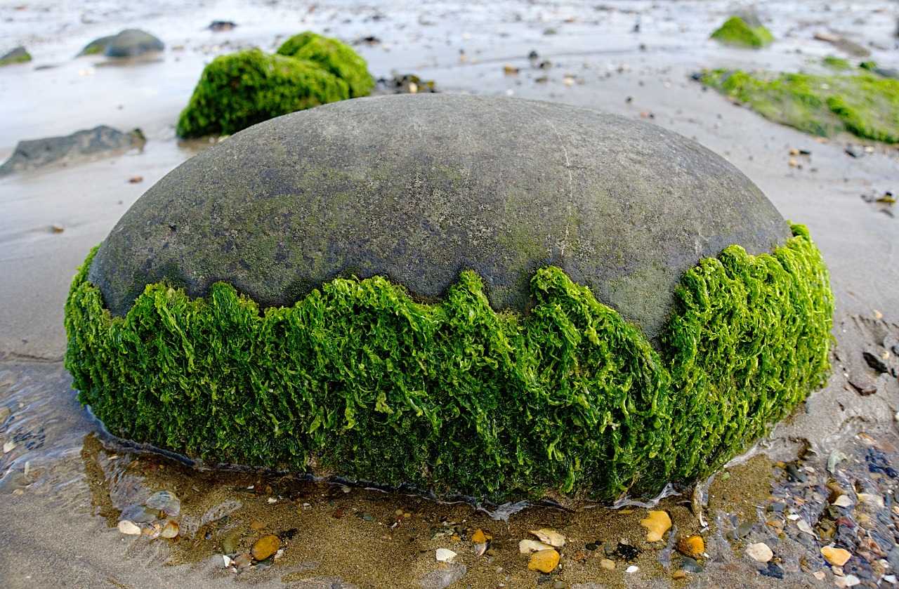Breakthrough: Algae-Based Plastic Could Help Curb Plastic Pollution
