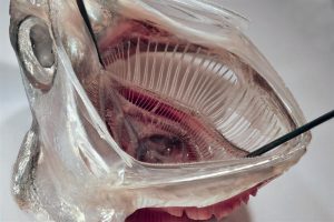 Anchovy-Inspired Filter Could Stop Microplastics at Your Washing Machine