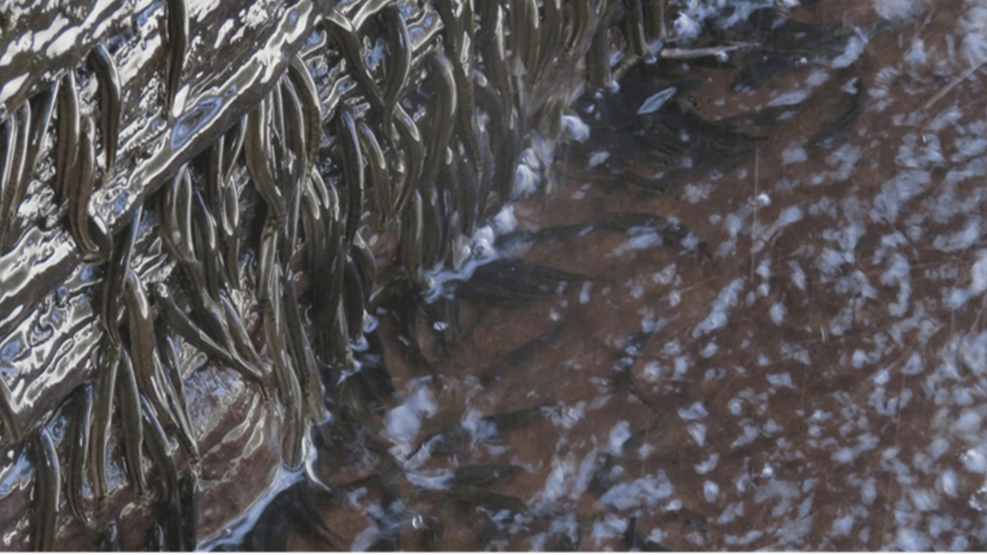A Tiny Fish Is Scaling Giant Waterfalls in the Congo—and Scientists Are Stunned