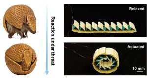 Researchers design armadillo-like protective system for soft robotics
