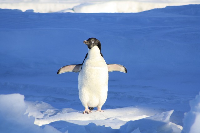 Scientists Develop Penguin-Like Film That Adapts to Heat, Cold, and Wireless Signals