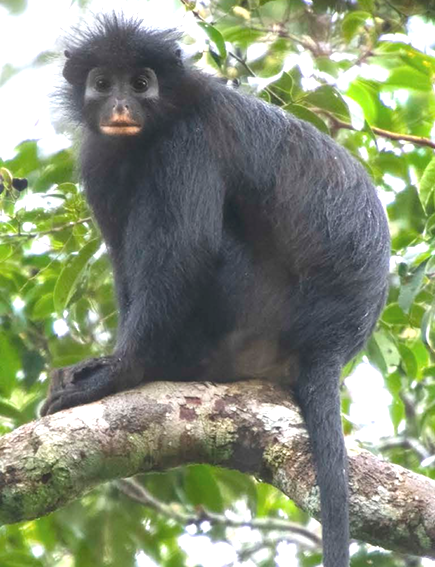 Scientists Discover a Stunning New Monkey Species Hidden in the Congo Rainforest